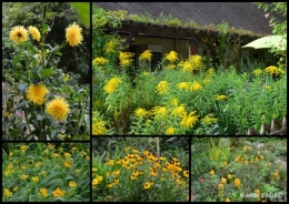 2016-09-13 bouquet,jardin de Monet,les vaches,Pourville sur mer9.jpg