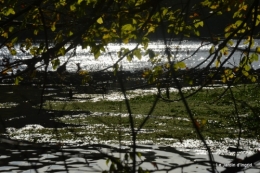 sentier des cygnes,automne novembre 074.jpg