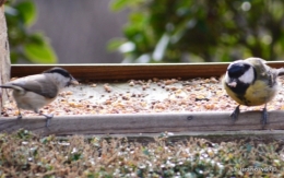 les oiseaux,les poules d'eau 083.JPG