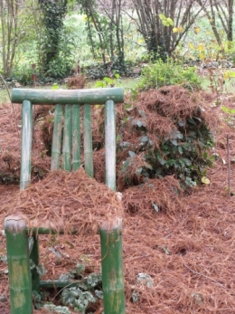 cyprès chauve