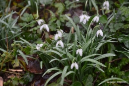 bulbes,perce neige,narcisse,pluie,hélébore,chapelle 109.jpg