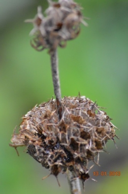 mésange charbonnière