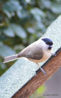 les oiseaux,les poules d'eau 081.JPG