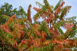 jardin ,chez Fabien,automne 090.JPG