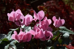 petit érable,petit cyclamen