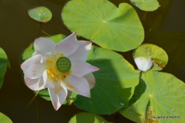 les jardins d'eau de Carsac 130.JPG