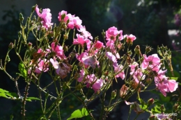 jardin pluie,Inès,Bébés cygnes,bouquet,canal 089.JPG