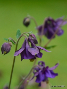 jardin en avril 042.JPG