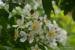 portes ouvertes,taille marguerittes,jardin 061.JPG