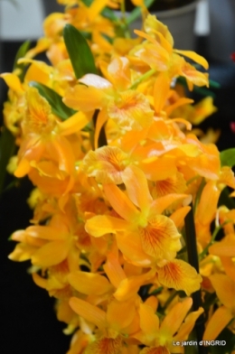 Orchidées,Noel jardiland,lever du soleil 046.JPG