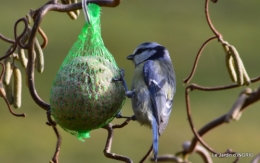 les oiseaux,les poules d'eau 062.JPG