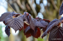 jardin printemps 120.JPG