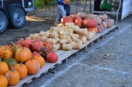 Issigeac,citrouilles ,rhus,automne,jardin 023.JPG