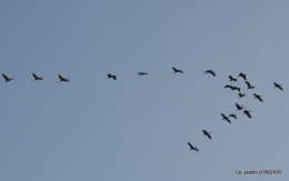 Grues et plantes à Ciron 025.JPG