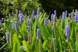 les jardins d'eau de Carsac 052.JPG