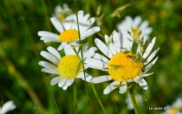 roses,marguerites,MOI,fêtes des mères avec les enfants 025.JPG