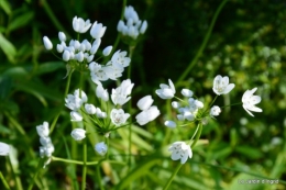 mésanges,escargots,ros. de banks,abeilles,Monpazier,Banes,Forêt 114.JPG