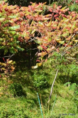 jardin octobre,chez Marylaur,Arnaud ,Ariane,la mer,sauges 215.JPG