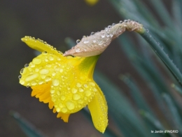 pluie,violettes,hélébores,jonquilles,jardin 072.JPG