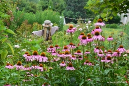 jardin,papillons,Cadouin,légumes,Sophie, 207.JPG