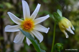 Fleurettes,Dordogne,jardin 124.JPG