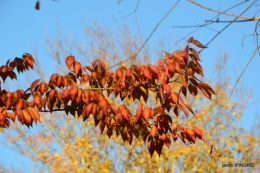 fin de l'automne,Lalinde,bouquet de l'avent 045.JPG