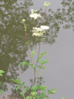 canal,lythum,berce,filipendule