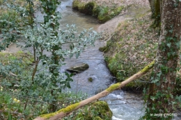 jonquilles dans les bois 032.JPG