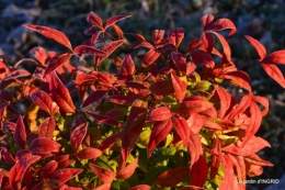 première gelée,compositions florales à garder,jardin 018.JPG