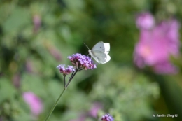 coeur des fleurs,papillons,libellules 156.JPG