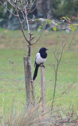 les oiseaux ,2 partie 013.JPG