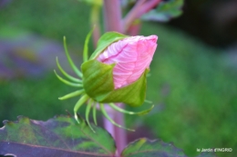 Ines,bouquet,hibiscus rose,cygnes,jardin 010.JPG