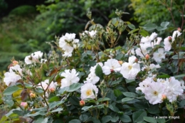 fete des fleurs Lalinde ,Cadouin,les printanières ,jardin 115.JPG