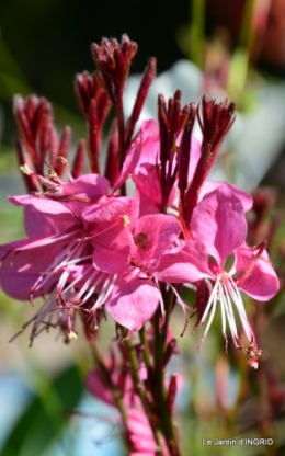 dahlias,massifs refaits,Lalinde,jardin 101.JPG