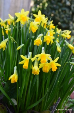 jonquilles