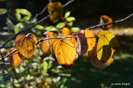 jardin automne,Arya avec Nicky 009.JPG