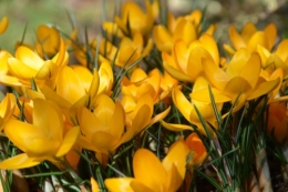 crocus,nichoirs,jonquilles,jardin,coucher du soleil 018.JPG