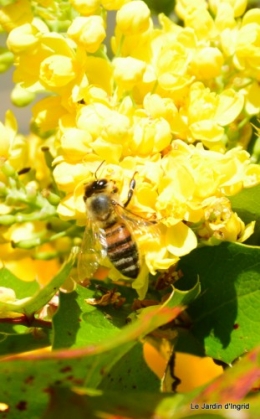 tour du jardin printemps 024.JPG