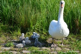 bébés cygnes,iris,clématite 044.JPG