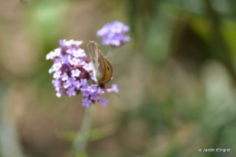 coeur des fleurs,papillons,libellules 119.JPG