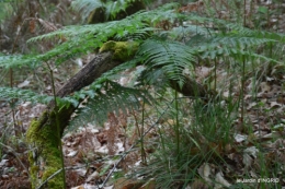 jardin,st Astier,colline 055.jpg