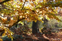 dernières automne,givre,chat 061.JPG