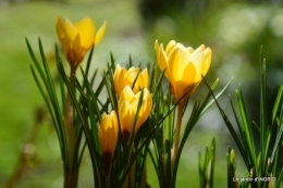 primevères achetées,crocus,st Mayne de Pérérol 007.JPG