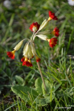 Beaumont,tulipes,primevères et autres,chez Bernadette 059.JPG