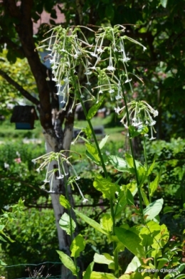 bienvenue au jardin,juin jardin 081.JPG