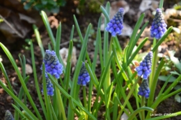 paillage,primevères,jonquilles,jardin 066.JPG