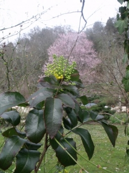 magnolia,forsythia,mahonia