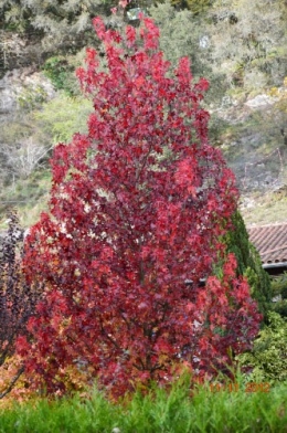 petit érable,le canal et lejardin àl'automne 131.JPG