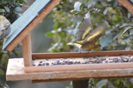 les oiseaux sur terrasse 011.JPG