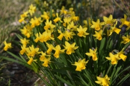 tarins ,jonquilles,jacinthes,osier,cognatier,oeufs 079.JPG